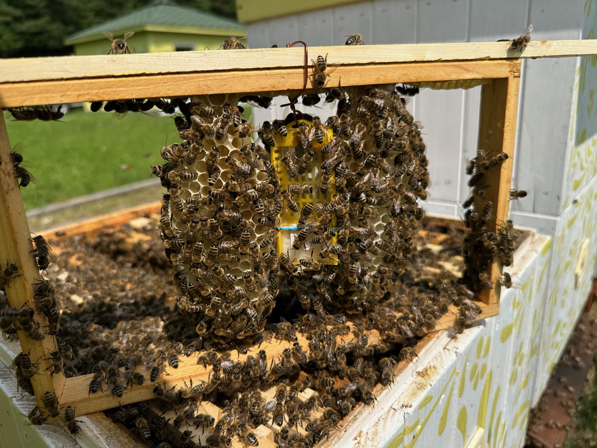 Pridávanie včelích matiek